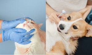 ชวนเพื่อนสี่ขามาแปรงฟัน